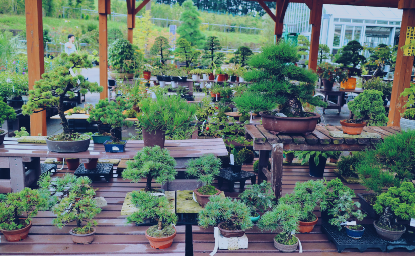 Bonsai Utsunomiya Kaboku Center